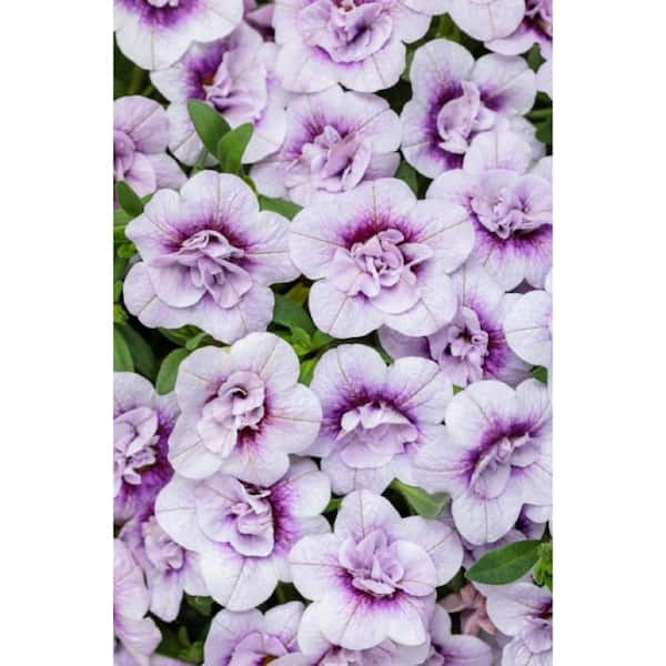 PROVEN WINNERS 4-Pack, 4.25 in. Grande, Superbells Double Twilight (Calibrachoa), Live Plant, Purple Flowers