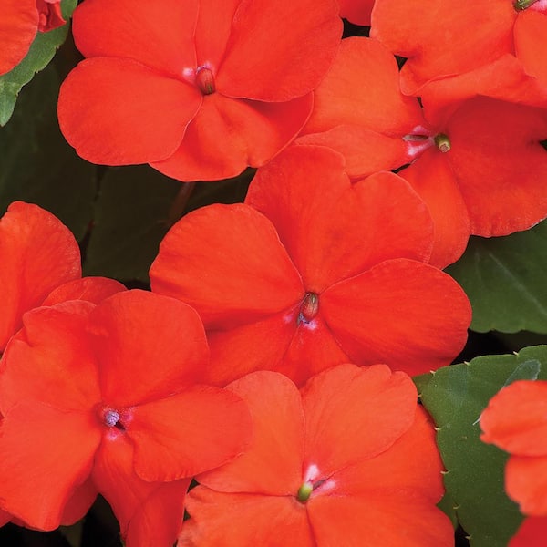 BEACON 4.4 Pint Orange Beacon Impatiens Outdoor Annual Plant with Orange Flowers (12-Pack)