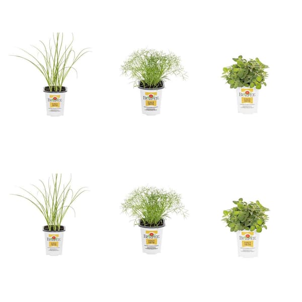 1 pt. Assorted Chef's Herbs Kit with 2 Chives, 2 Dill and 2 Oregano Green Herb Edible Plant (6-Pack)