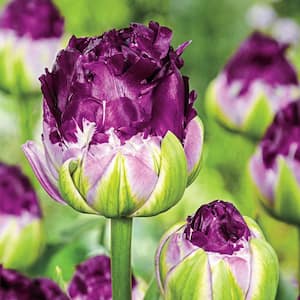 Blue Wow Double Peony Tulip Dormant Spring Flowering Bulbs (25-Pack)