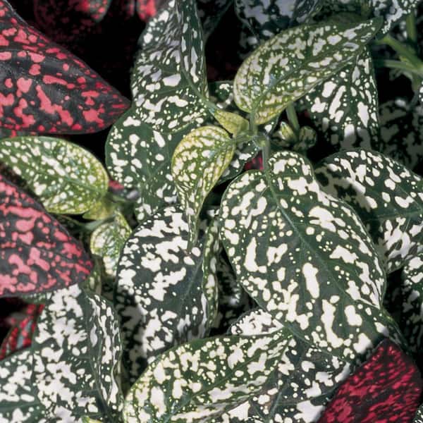 Vigoro 2 Pint Hypoestes Polka Dot Plant Splash Select White Annual Plant