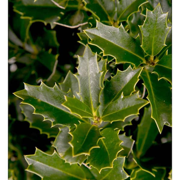 HOLLY Perfect Plants 1 gal. Potted Oakleaf Holly Shrub at Tractor