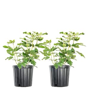 3 Gal. Chicago Hardy Fig Fruiting Tree (2-Pack)