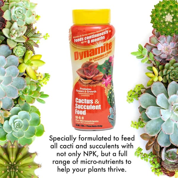 Dynamite Cactus and Succulent Food 18-6-8 100533689 - The Home Depot