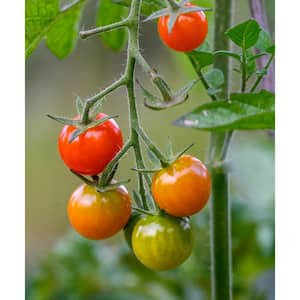 4 In. Sweet 100 Tomato Fruit Plant (6-Pack)