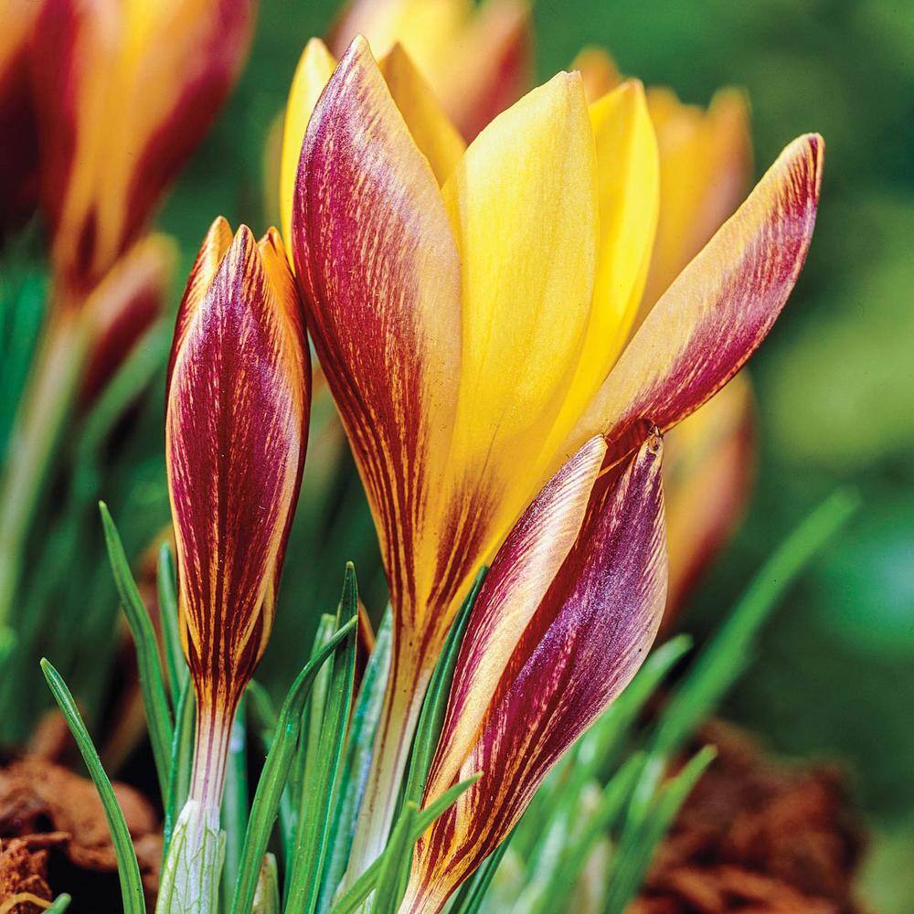 Van Bourgondien Cloth of Gold Crocus Spring Flowering Bulbs, Yellow