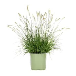 1.5 Gal. Grass Pennisetum Hameln Perennial Plant (1-Pack)