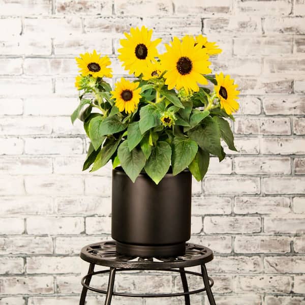 METROLINA GREENHOUSES 2 Qt. Sunfinity Yellow Sunflower Annual