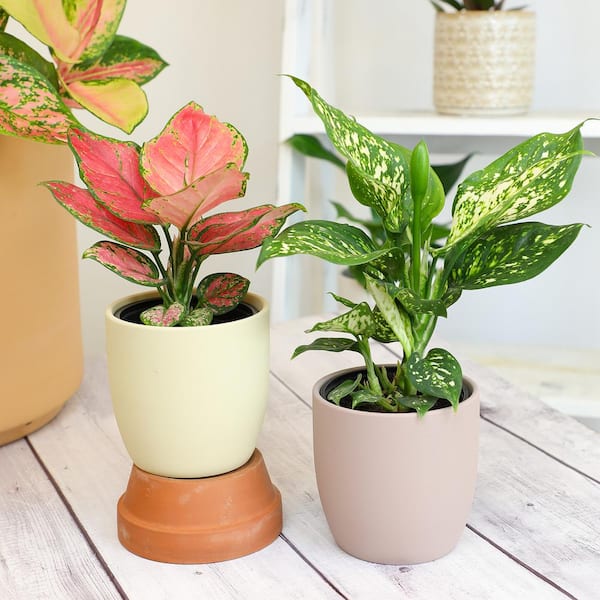 ALTMAN PLANTS 4.25 in. Aglaonema Assorted Houseplants (4 ALTMAN PLANTS 4.25 in. Aglaonema Assorted Houseplants (4
