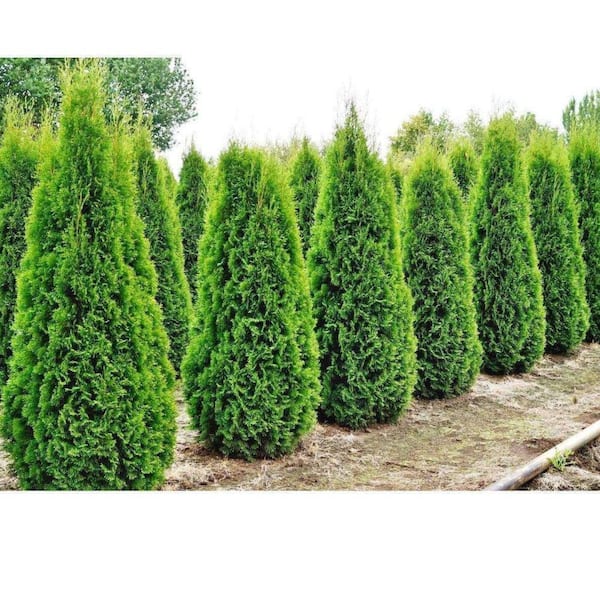 Unbranded 7 Gal. Emerald Beauty Arborvitae Evergreen Tree