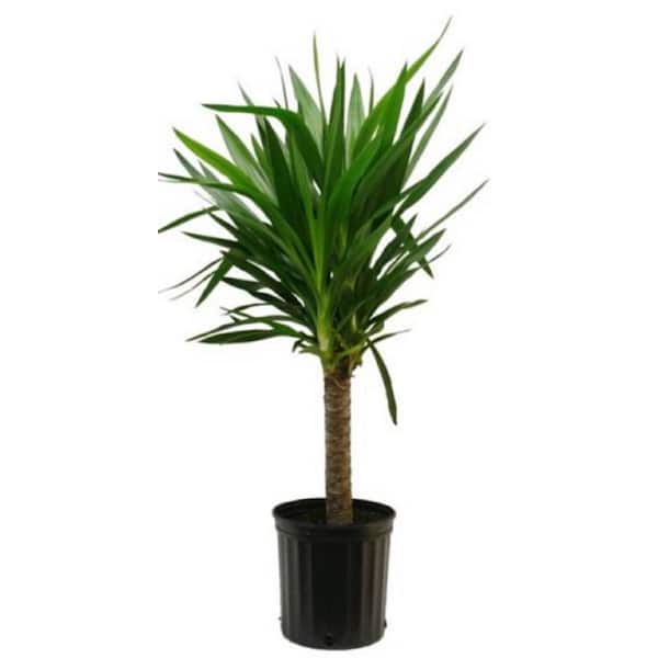 BELL NURSERY 2 Gal. Yucca Plant in 10 in. Nursery Pot 1000048227 - The ...