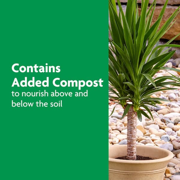 succulent zebra plant Haworthia Fasciata Zebra Plant – AceMegaSucculents main image 1