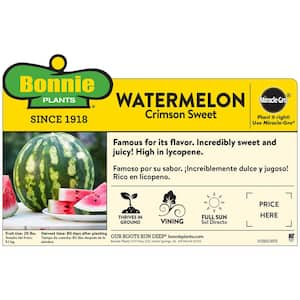 19 oz. Crimson Sweet Watermelon Plant