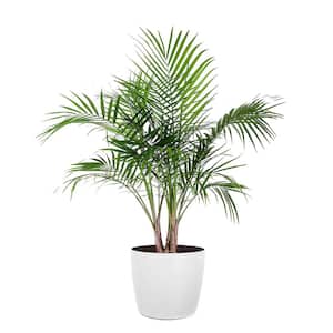 Majesty Palm Live Indoor Outdoor Plant in 10 inch Premium Sustainable Ecopots Pure White Pot