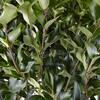 2.25 Gal. Ligustrum Recurvifolium Privet Shrub
