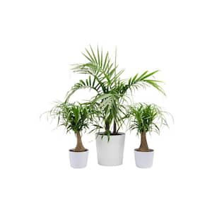 10 in. Majesty Palm and (2) 6 in. Ponytail Palm Plant in White Decor Planter, (3 Pack)