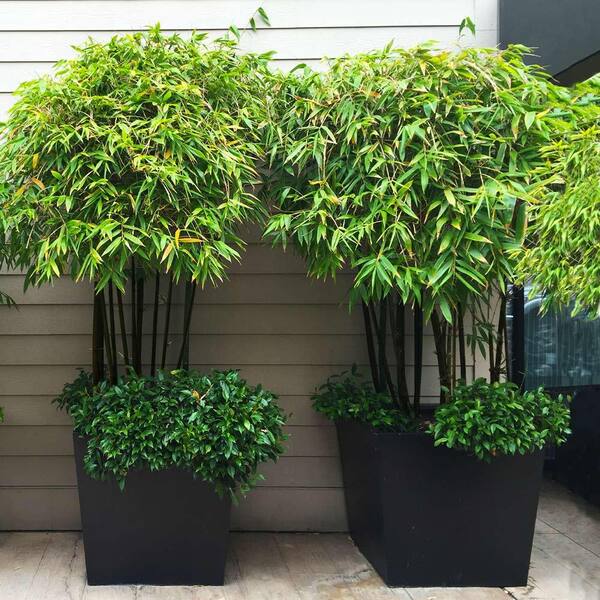 dragon tail plant Epipremnum Pinnatum Albo Variegata (Variegated Dragon-Tail Plant)