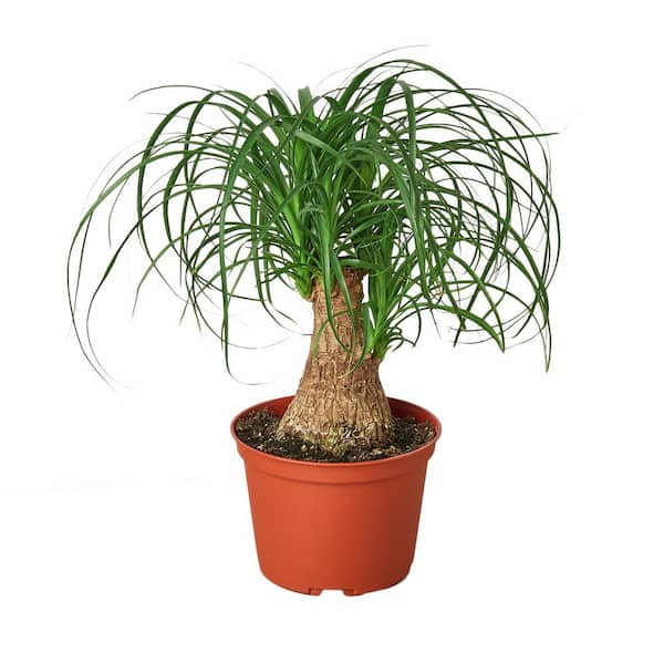 PPC INTERNATIONAL LLC Ponytail Palm Plant in 6 Plant in. Grower Pot