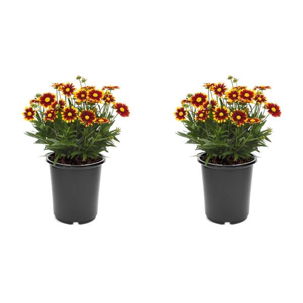 Unbranded 2.5 qt. Coreopsis Uptick Red Perennial Plant with Burgundy and Yellow Bicolor Flowers-(2-Pack)