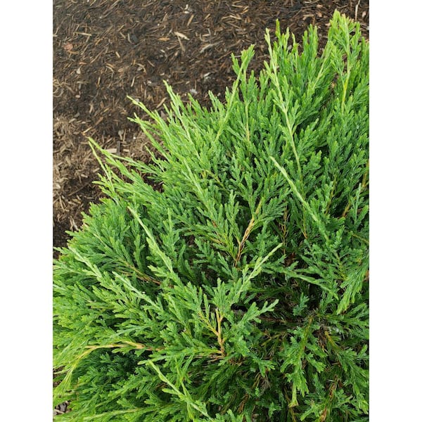 Cottage Gardens 1 Gal. Youngstown Juniper Shrub/Plant