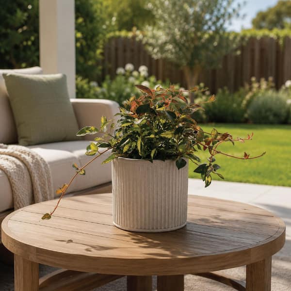 NATURE'S WAY FARMS 2 qt. Summer Sunset Minima Jasmine Flowering