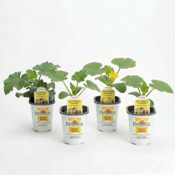 4.5 in. Pot Burpee Squash Winter-Plant (4-Plants)