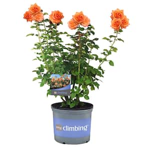 3 Gal. Tangerine Skies Climing Rose with Dark Coral-Orange Flowers