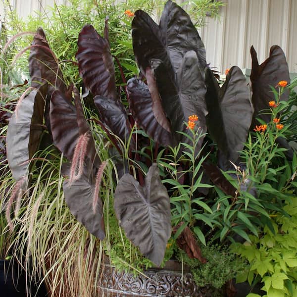 VAN ZYVERDEN Elephant Ears Diamond Head (Set of 1 Bulb)