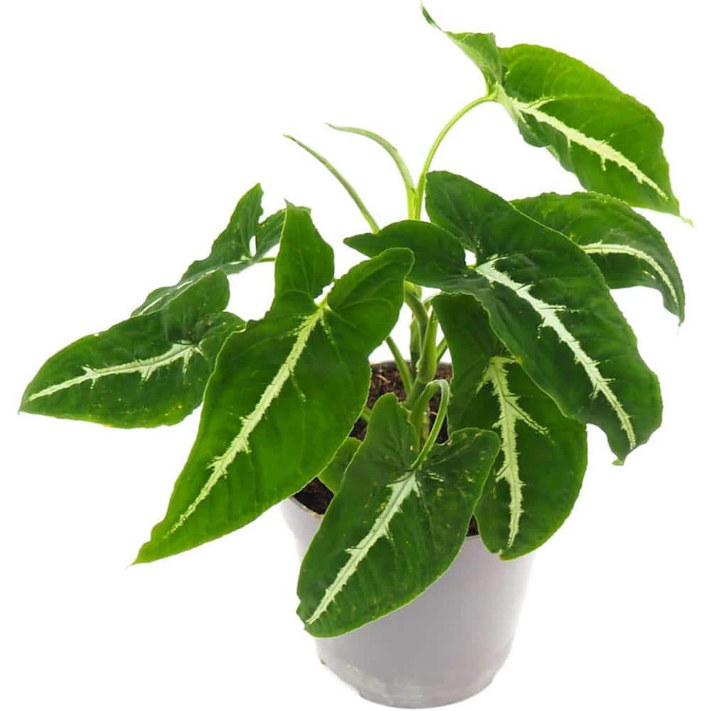 Syngonium Black Velvet-Live Plant in a 4 in. Pot-Syngonium Wendlandii-Stunning Houseplant with Unique Foliage price history on PriceWatchPro