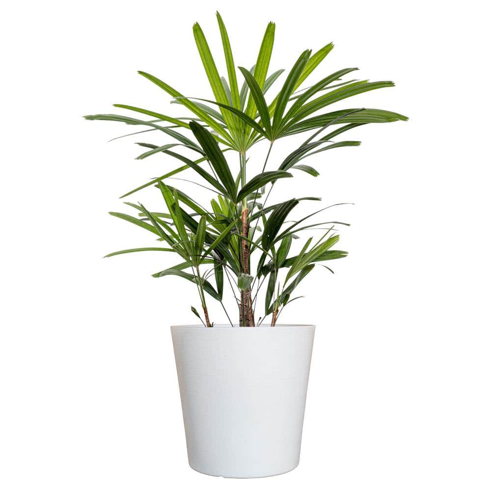 buy portulacaria afra medio-picta midstripe rainbow bush Midstripe Rainbow Bush