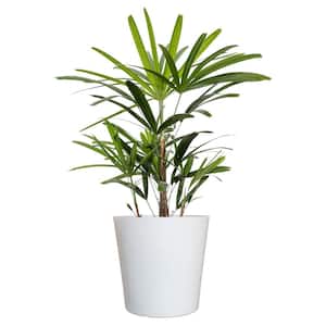 Live Broadleaf Lady Palm Rhapis Excelsa in 10 in. Glossy White Decor Pot