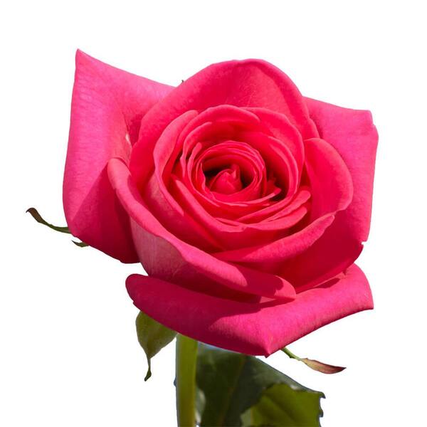 Free delivery - Premium - Fuchsia Glitter - White and Pink Tinted Roses -  Flowers Near Me - Magnaflor