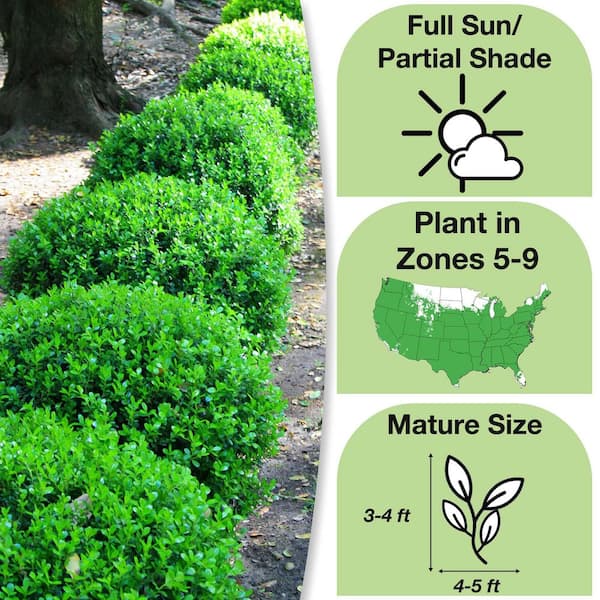 3 Gal. Wintergreen Boxwood Shrub (2-Pack)