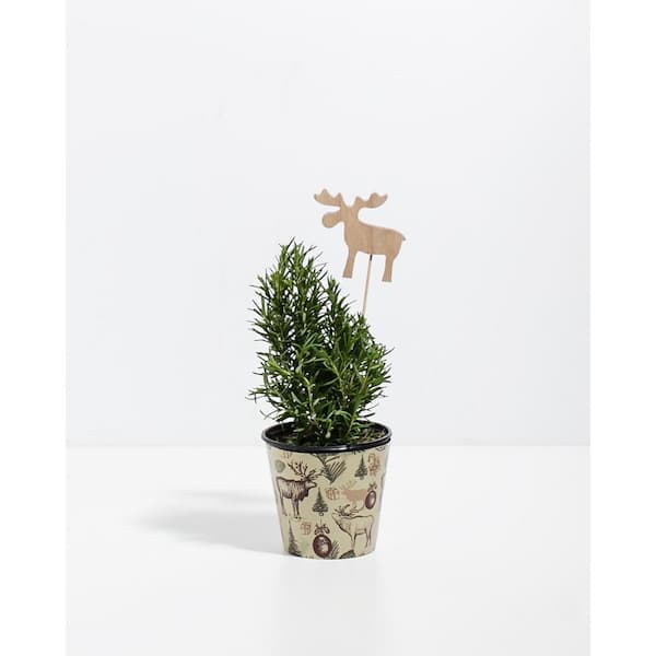 LIVELY ROOT Small Rosemary Christmas Tree (Rosmarinus officinalis) in 4 in. Grower Pot