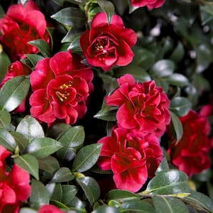 2.5 qt. October Magic Ruby Camellia Shrub with Petite Christmas Red Double Blooms