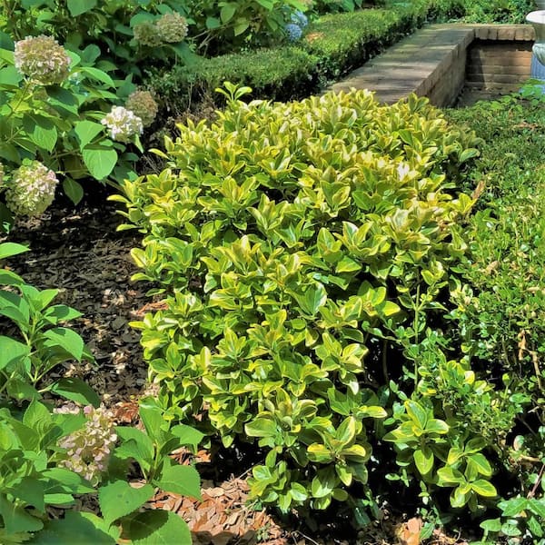 ornamental evergreen shrubs