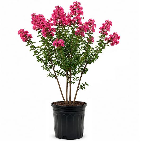 2.5 Gal. Miami Crape Myrtle Tree with Pink Blooms and Green Foliage