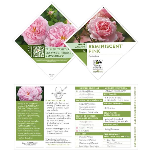 Proven Winners 1 Gal. Reminiscent Pink Live Rose Bush with Light