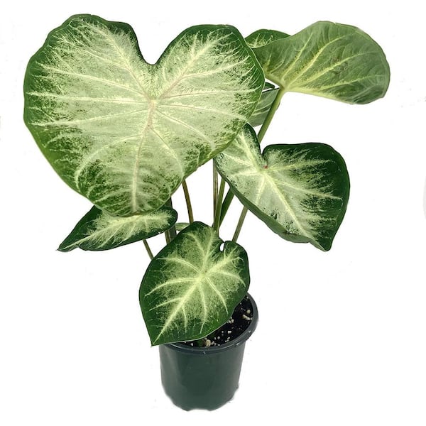 Wekiva Foliage Caladium Water's Edge-Live Plant in a 4 in. Pot-Caladium 'Water's Edge'-Beautiful Annuals for Gardens and Patios