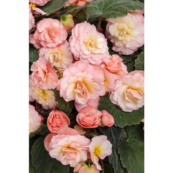PROVEN WINNERS 4.25 in. Grande, Double Delight Blush Rose (Begonia), Live Plant, Pink Flowers (4-Pack)