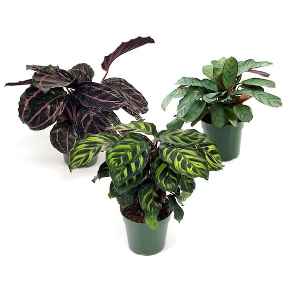 4 in. SpaceScape Houseplant Prayer Plant Collection in Grower Container (3-Pack)