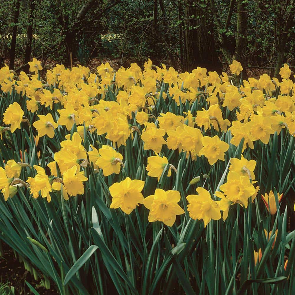 15 interesting facts about daffodils and narcissus - The Boston Bulb  Company Ltd
