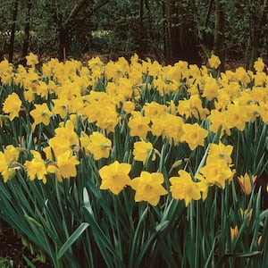 Daffodils Classic Improved King Alfred Type (Set of 25 Bulbs)