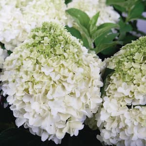 2 Gal. White Wedding Hydrangea Shrub with Pillow-Like White Blooms