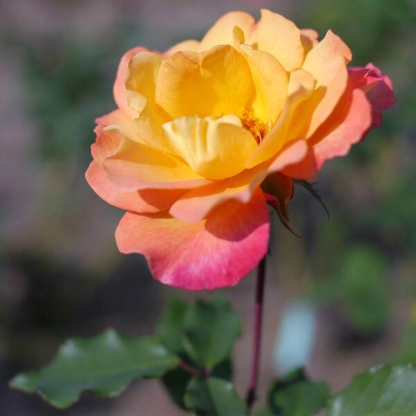 Mea Nursery All Time Favorites Rio Samba Hybrid Tea Rose With Pale Yellow To Dark Pink Flowers The Home Depot