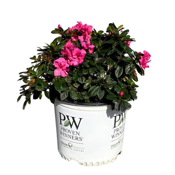 #3 Container-Double Dark Pink Flowering Azalea Shrub
