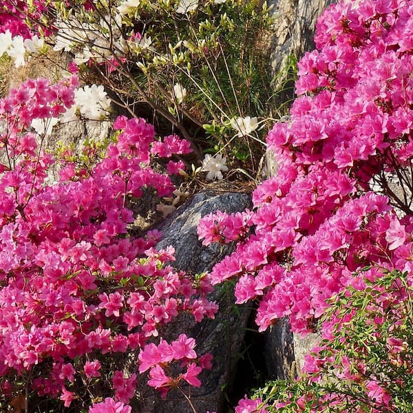 2.5 Quart Azalea 'Pride of Mobile' Flowering Shrub with Pink