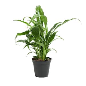 4 in. Peace Lily (Spathiphyllum) Plant in Small Grower Pot
