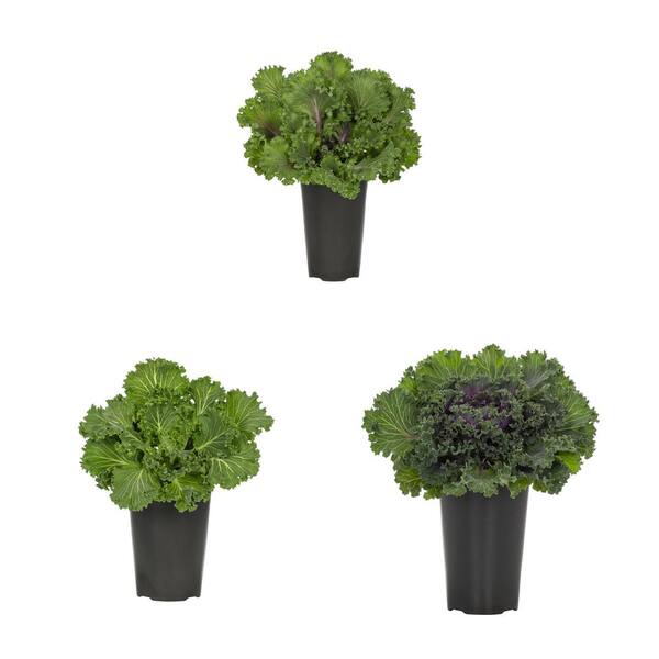METROLINA GREENHOUSES 2 QT. Ornamental Kale Purple, White and Red Mix ...