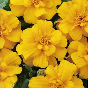 4 in. Yellow MariGold Annual Live Plant, Yellow Flowers (Pack of 6)